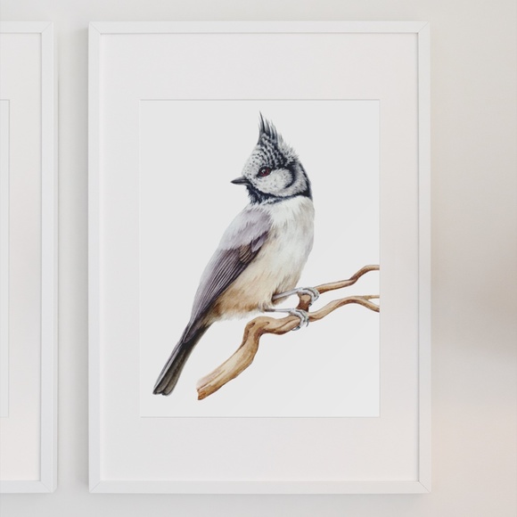 Crested Tit Bird Wall Art Watercolor Illustration Print Poster Card Unframed - Picture 3 of 7
